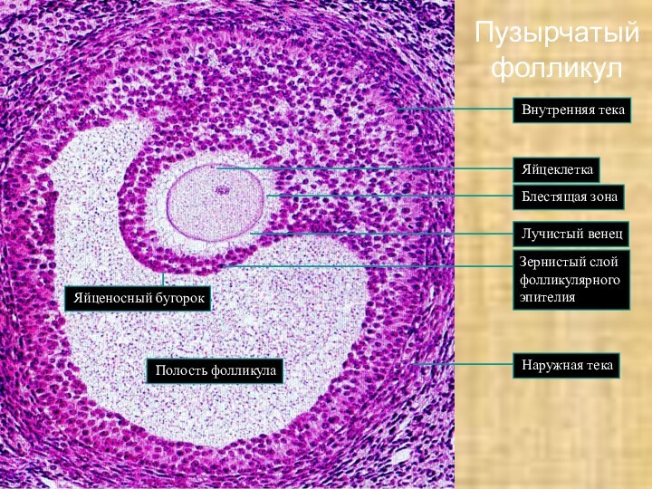 Пузырчатый фолликул