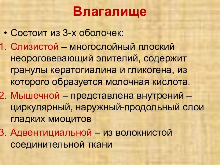 ВлагалищеСостоит из 3-х оболочек:Слизистой – многослойный плоский неороговевающий эпителий, содержит гранулы кератогиалина