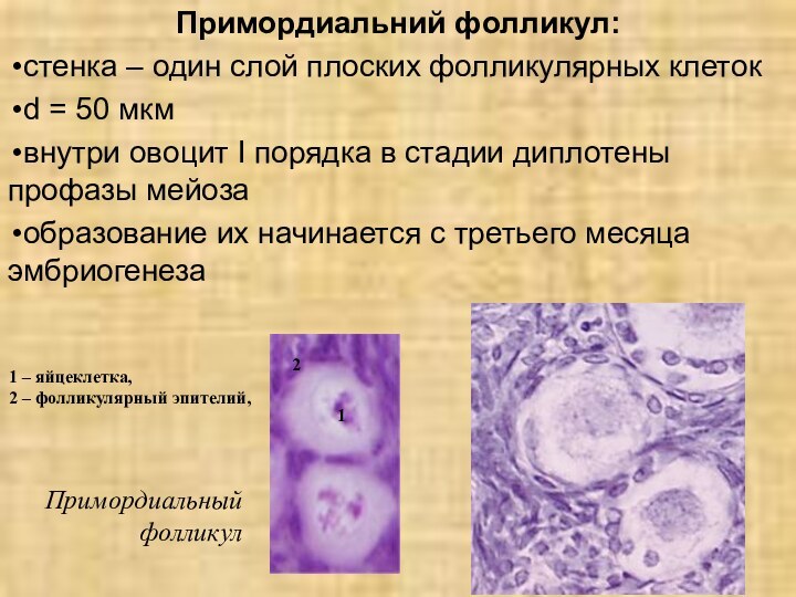 Примордиальний фолликул:стенка – один слой плоских фолликулярных клетокd = 50 мкмвнутри овоцит