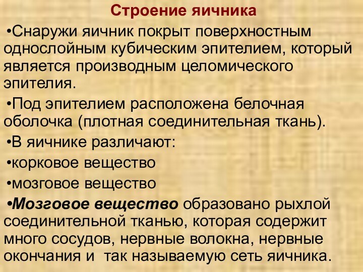Строение яичникаСнаружи яичник покрыт поверхностным однослойным кубическим эпителием, который является производным