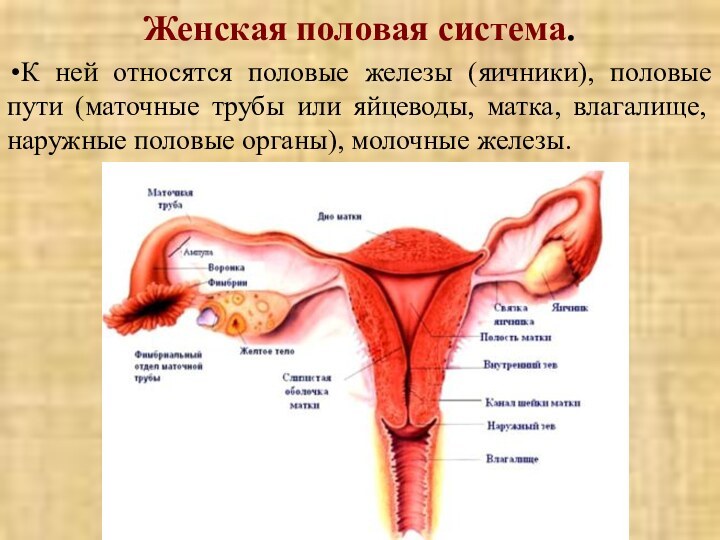 Женская половая система.К ней относятся половые железы (яичники), половые пути (маточные трубы