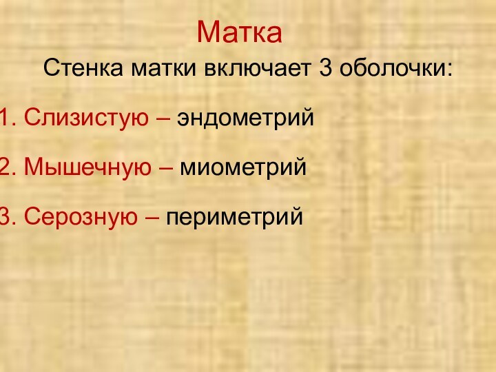 МаткаСтенка матки включает 3 оболочки:Слизистую – эндометрий Мышечную – миометрий Серозную – периметрий