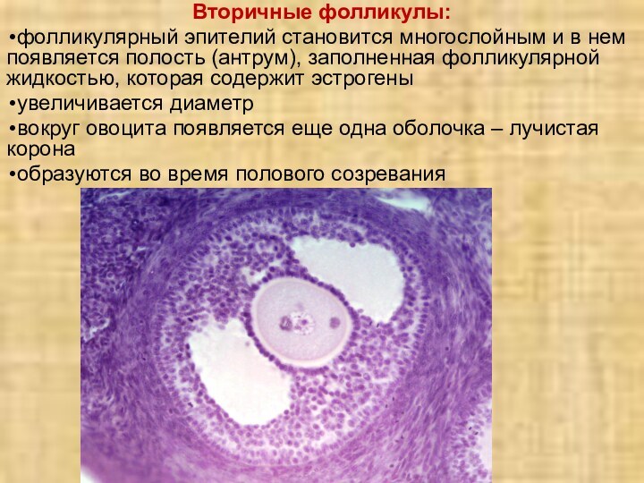 Вторичные фолликулы:фолликулярный эпителий становится многослойным и в нем появляется полость (антрум), заполненная