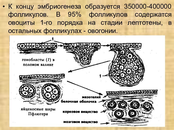 К концу эмбриогенеза образуется 350000-400000 фолликулов. В 95% фолликулов содержатся овоциты 1-го