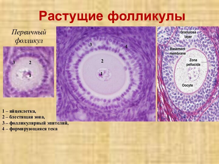 Растущие фолликулы1 – яйцеклетка, 2 – блестящая зона, 3 – фолликулярный эпителий, 4 – формирующаяся тека