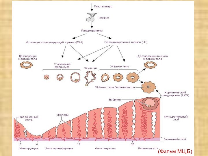 (Фильм МЦ,Б)
