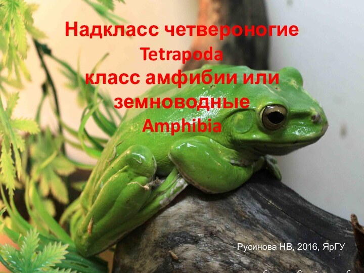 Надкласс четвероногие Tetrapoda класс амфибии или земноводные AmphibiaРусинова НВ, 2016, ЯрГУ