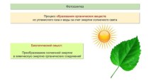 Фотосинтез. Образование органического вещества