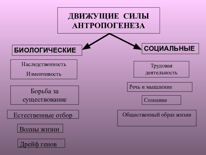 ДВИЖУЩИЕ СИЛЫ АНТРОПОГЕНЕЗАБИОЛОГИЧЕСКИЕСОЦИАЛЬНЫЕНаследственностьИзменчивостьБорьба за существованиеВолны жизниЕстественные отборДрейф геновТрудовая деятельностьРечь и мышлениеСознаниеОбщественный образ жизни