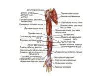Мышцы, приводящие в движение кости пояса верхней конечности