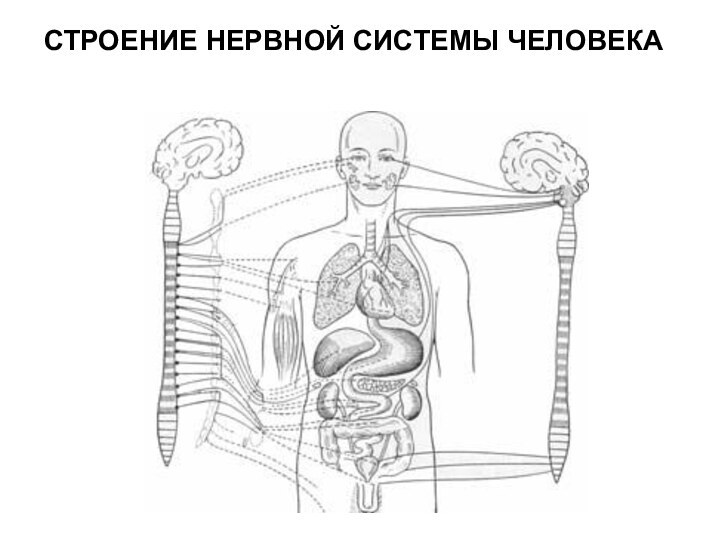 СТРОЕНИЕ НЕРВНОЙ СИСТЕМЫ ЧЕЛОВЕКА