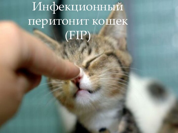 Инфекционный перитонит кошек  (FIP)