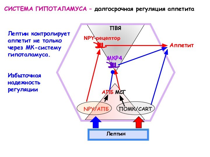 СИСТЕМА ГИПОТАЛАМУСА – долгосрочная регуляция аппетитаЛептин контролируетаппетит не толькочерез МК-системугипоталамуса.Избыточная надежностьрегуляции