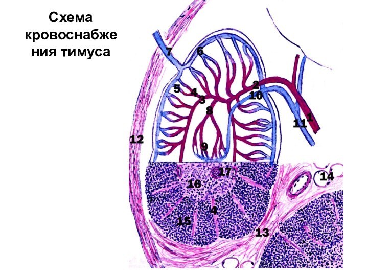 Схема кровоснабжения тимуса