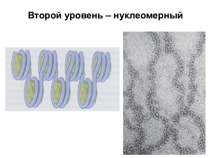 Второй уровень – нуклеомерный