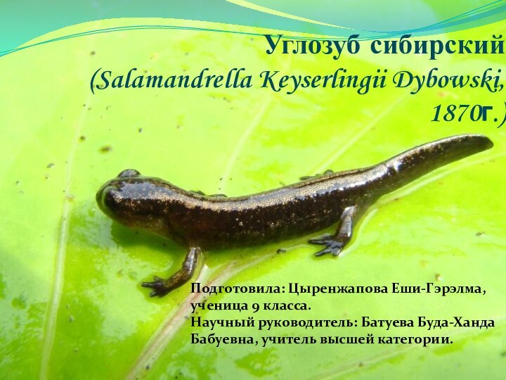 Углозуб сибирский  (Salamandrella Keyserlingii Dybowski, 1870г.)Подготовила: Цыренжапова Еши-Гэрэлма, ученица 9 класса.Научный