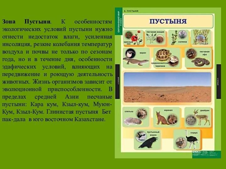 Зона Пустыни. К особенностям экологических условий пустыни нужно отнести недостаток влаги, усиленная