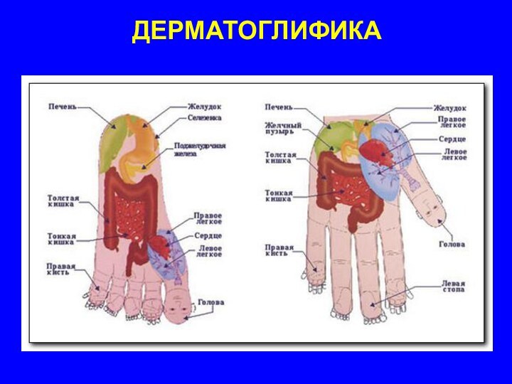 ДЕРМАТОГЛИФИКА