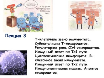 Т-клеточное звено иммунитета. Субпопуляции Т-лимфоцитов. Регуляторная роль CD4-лимфоцитов. Иммунный ответ по Тх1 пути