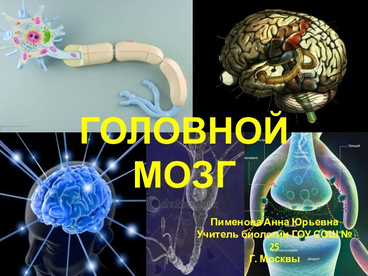 ГОЛОВНОЙ МОЗГПименова Анна ЮрьевнаУчитель биологии ГОУ СОШ № 25Г. Москвы