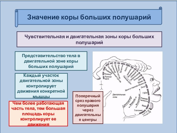 Значение коры больших полушарийЧувствительная и двигательная зоны коры больших полушарийПредставительство тела