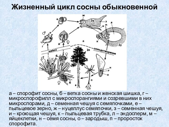 Жизненный цикл сосны обыкновеннойа – спорофит сосны, б – ветка сосны и