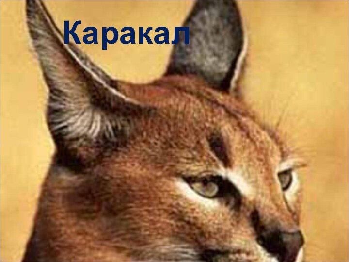 Каракал