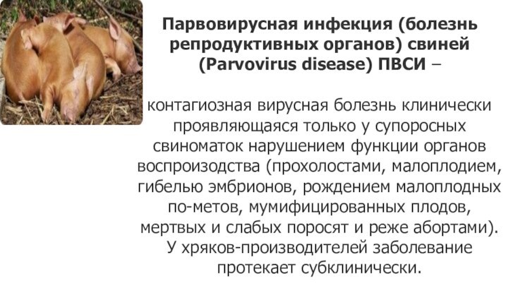 Парвовирусная инфекция (болезнь репродуктивных органов) свиней (Parvovirus disease) ПВСИ –контагиозная вирусная болезнь