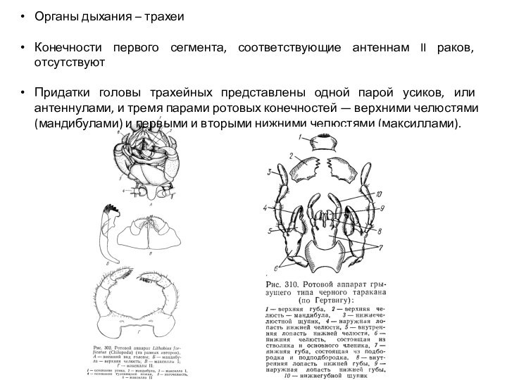 Органы дыхания – трахеиКонечности первого сегмента, соответствующие антеннам II раков, отсутствуютПридатки головы