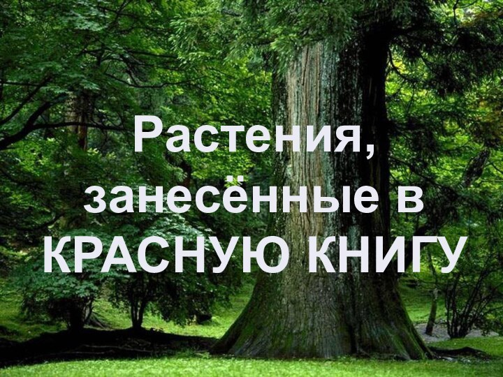 Растения, занесённые в КРАСНУЮ КНИГУ