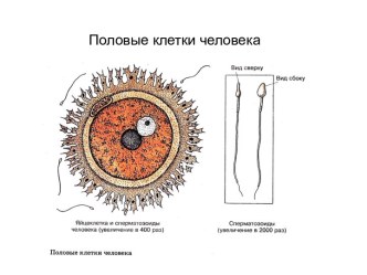 Половые клетки человека