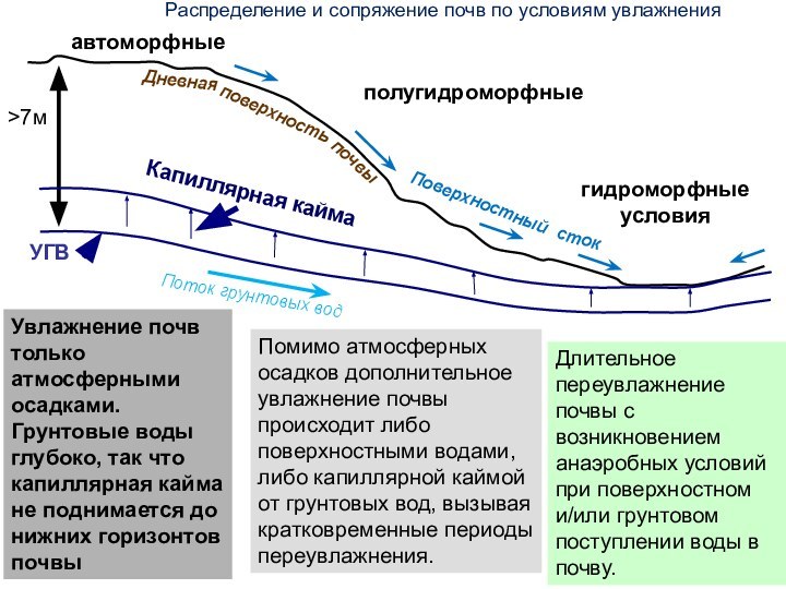 >7мУГВавтоморфныеполугидроморфныегидроморфные условияУвлажнение почв только атмосферными осадками. Грунтовые воды глубоко, так что капиллярная