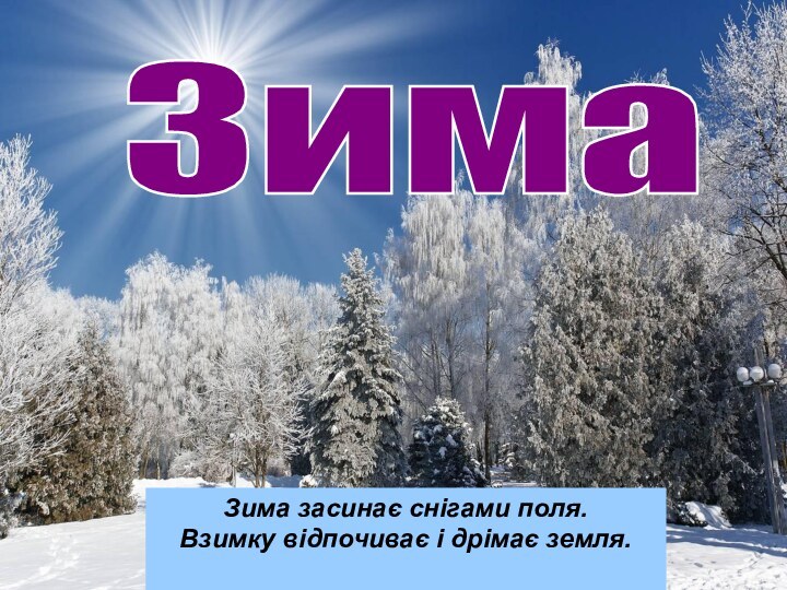 Зима Зима засинає снігами поля. Взимку відпочиває і дрімає земля.