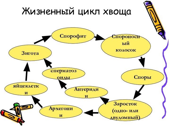 Жизненный цикл хвощаСпорофитСпороносныйколосок Споры Заросток (одно- или двудомный)АнтеридииЗигота Архегониисперматозоидыяйцеклетки