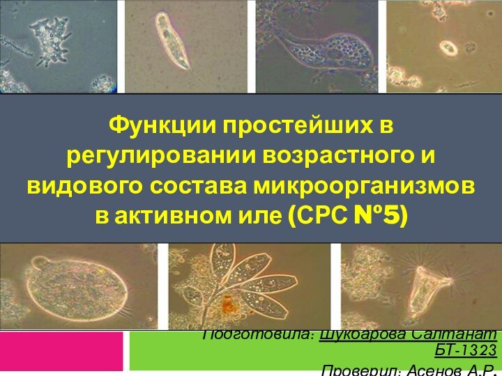 Функции простейших в регулировании возрастного и видового состава микроорганизмов в