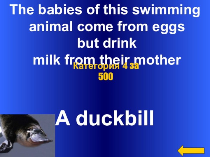 The babies of this swimming animal come from eggs but drink
