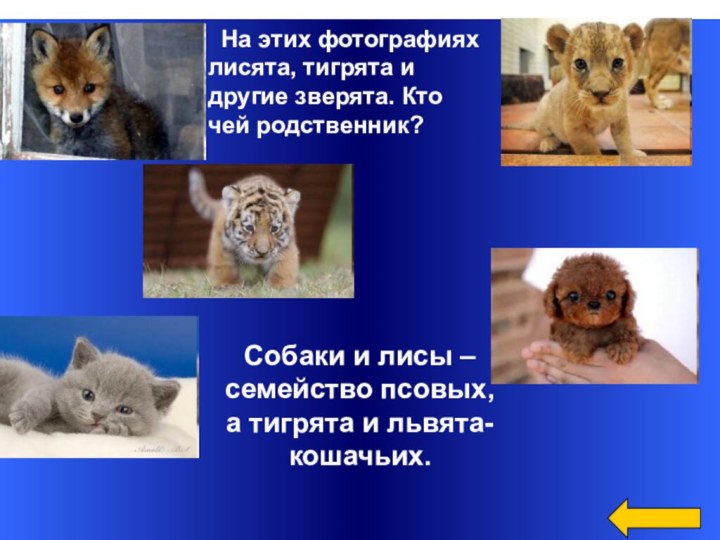 Собаки и лисы –семейство псовых,а тигрята и львята-кошачьих.  На этих фотографиях