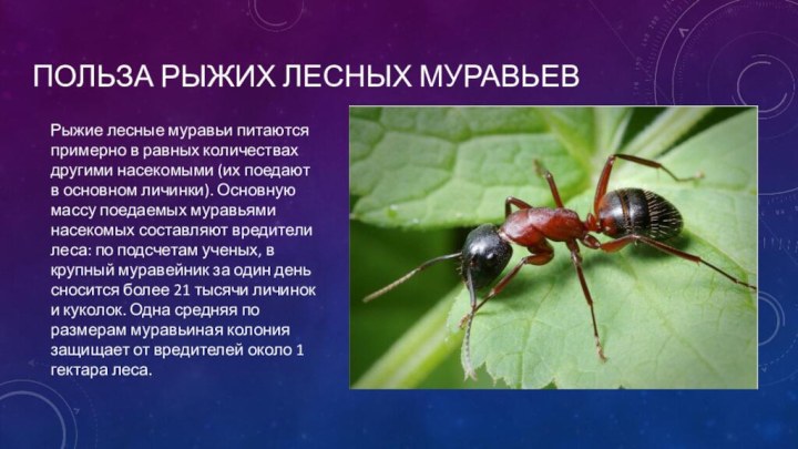 Польза Рыжих лесных муравьевРыжие лесные муравьи питаются примерно в равных количествах