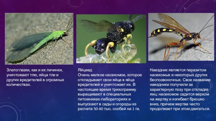 Наездник является паразитом насекомых и некоторых других беспозвоночных. Свое название наездники