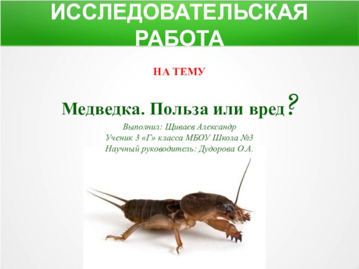 ИССЛЕДОВАТЕЛЬСКАЯ РАБОТАНА ТЕМУМедведка. Польза или вред?Выполнил: Щиваев АлександрУченик 3 «Г» класса МБОУ