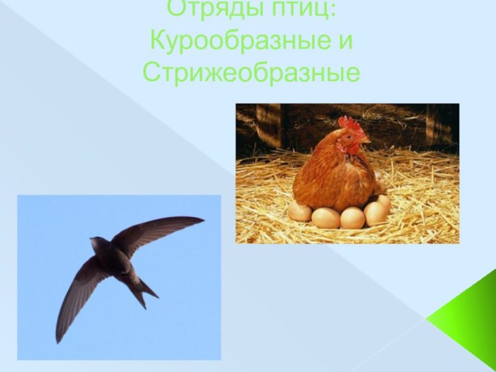 Отряды птиц:  Курообразные и Стрижеобразные