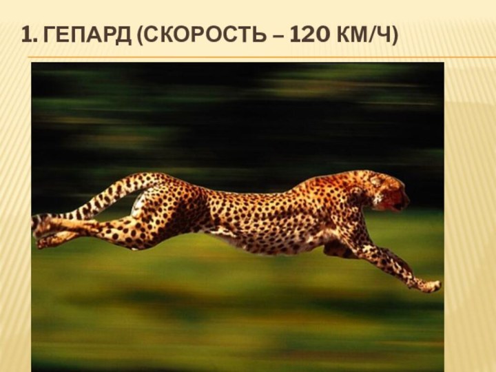 1. Гепард (скорость – 120 км/ч)
