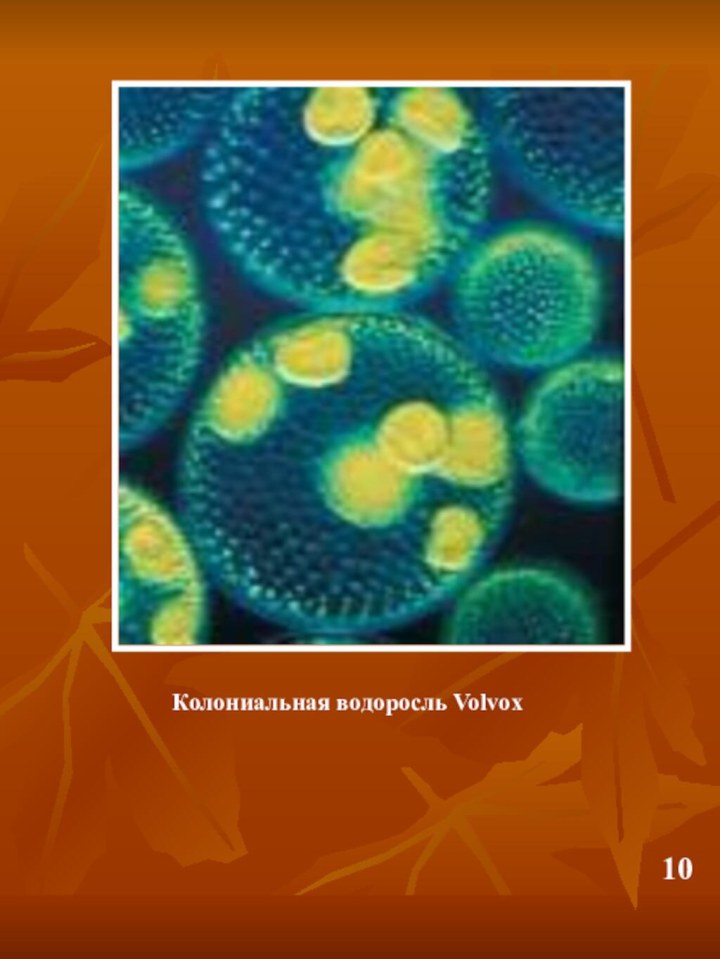 Колониальная водоросль Volvox10