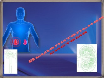 Презентация по биологии на тему Выделительная система (8 класс)