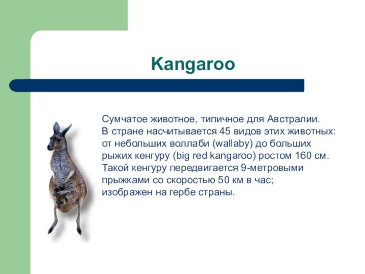 KangarooСумчатое животное, типичное для Австралии.В