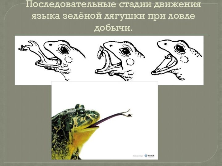 Последовательные стадии движения языка зелёной лягушки при ловле добычи.