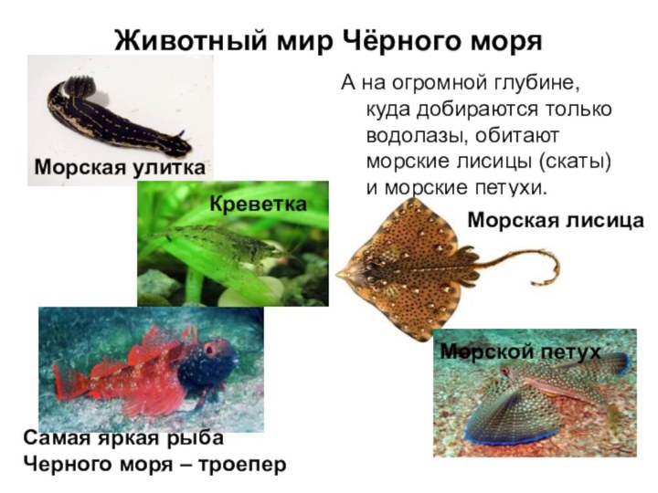 Животный мир Чёрного моряА на огромной глубине, куда добираются только водолазы, обитают