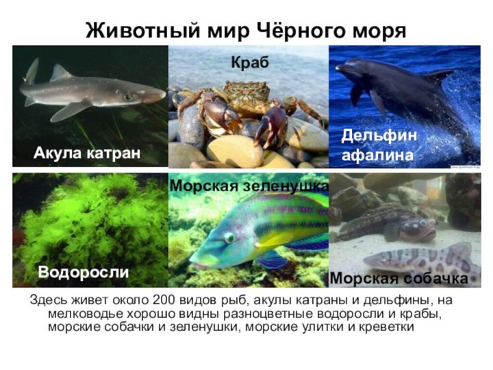 Животный мир Чёрного моряЗдесь живет около 200 видов рыб, акулы катраны и