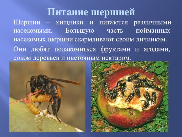 Питание шершней   Шершни – хищники и питаются различными насекомыми. Большую