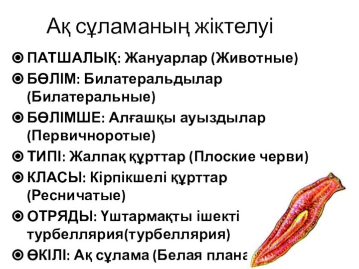 Ақ сұламаның жіктелуіПАТШАЛЫҚ: Жануарлар (Животные)БӨЛІМ: Билатеральдылар (Билатеральные)БӨЛІМШЕ: Алғашқы ауыздылар (Первичноротые)ТИПІ: Жалпақ құрттар